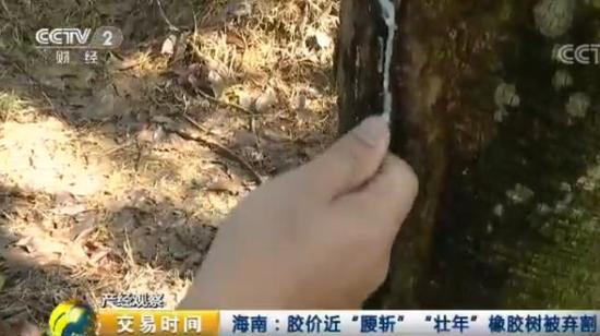 說明: 天然橡膠價格近腰斬 壯年高產橡膠樹遭棄割